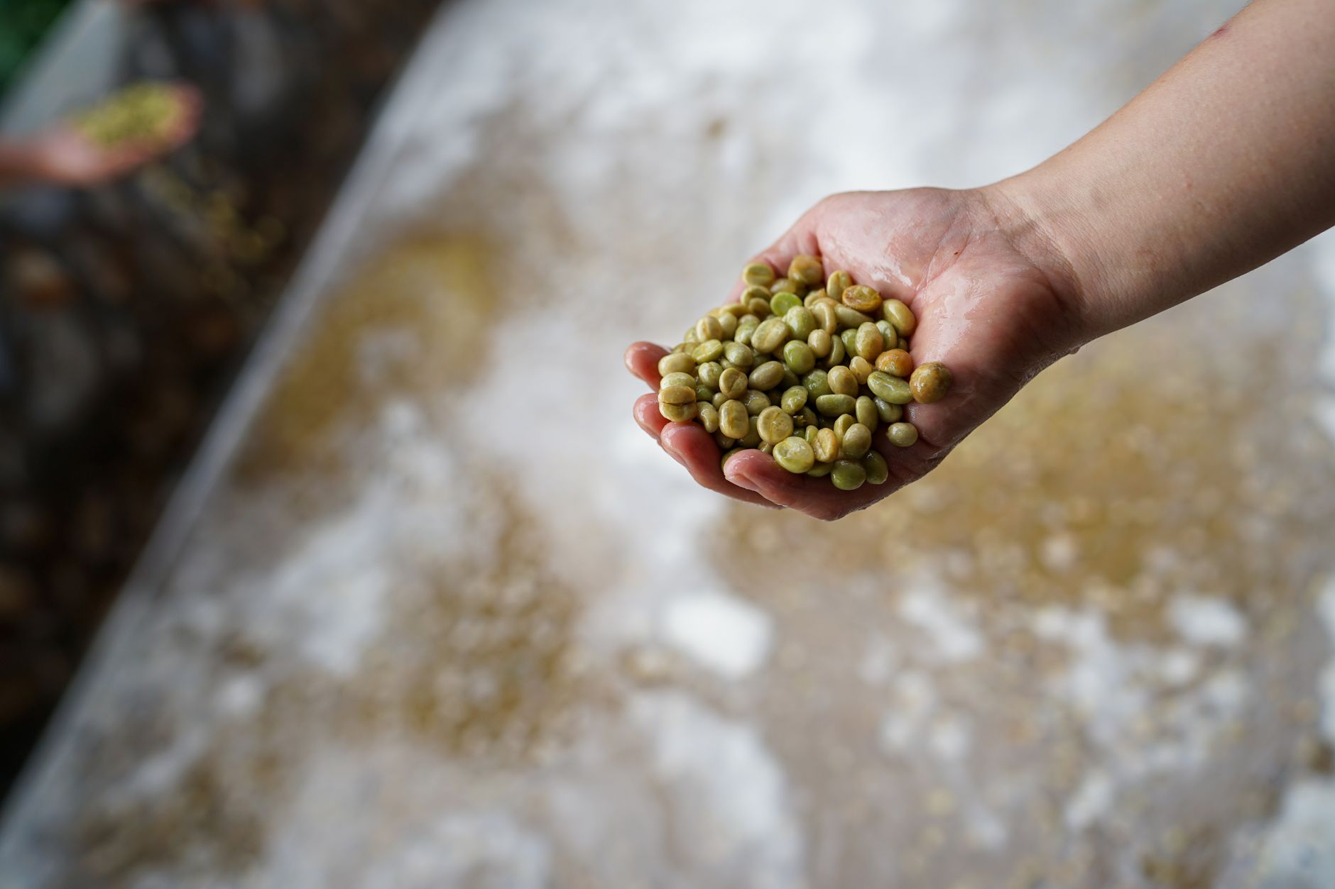 Guji Natural